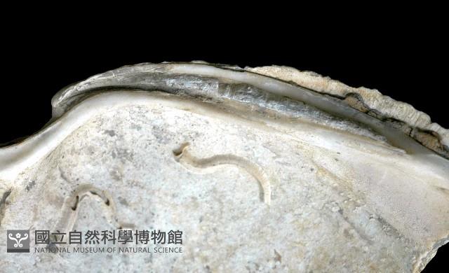 新種巨齒滿月蛤藏品圖，第4張