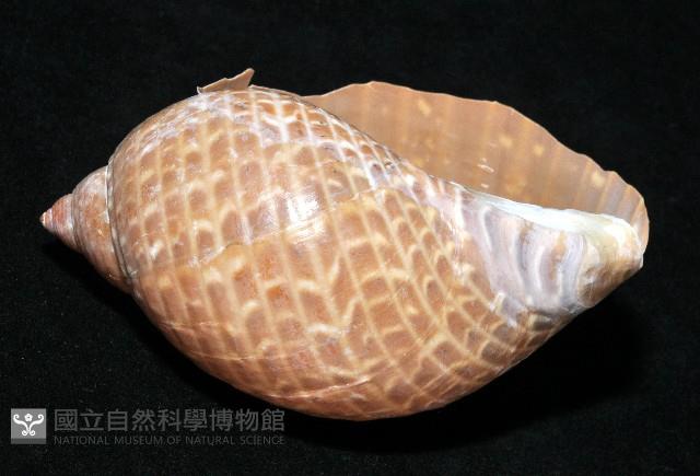 鶉螺藏品圖，第4張