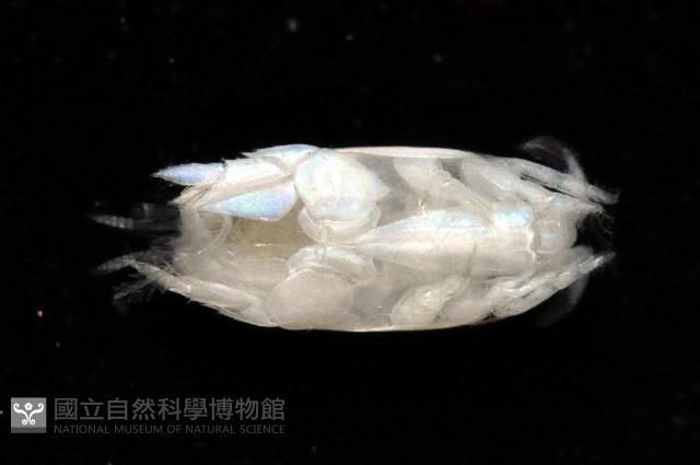 臺灣鼴鼠蟹藏品圖，第4張