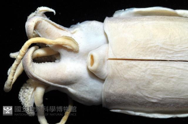 燕尾烏賊藏品圖，第4張