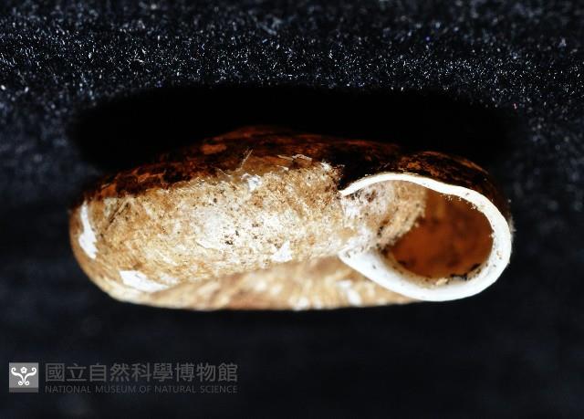 皺大臍蝸牛藏品圖，第4張