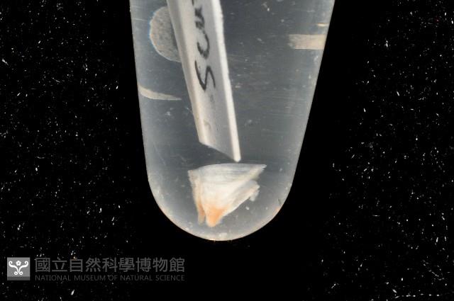 威廉小藤壺藏品圖，第4張
