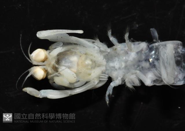 濱海幼嫩蝦蛄藏品圖，第4張