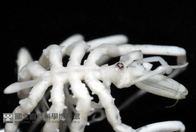 疣囊吻海蜘蛛藏品圖，第4張