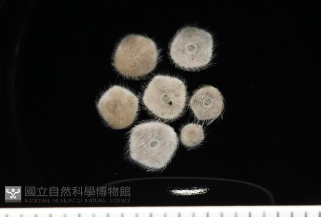 馬氏海錢(馬氏扣海膽)藏品圖，第4張