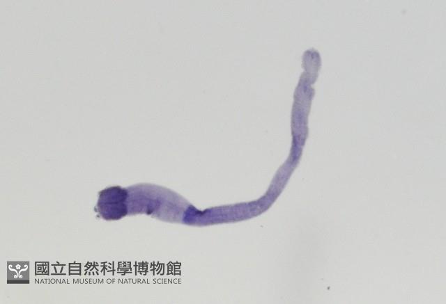 新種鯊魚絛蟲-02藏品圖，第4張