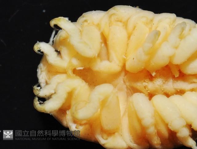 福山魚怪(新種)藏品圖，第4張