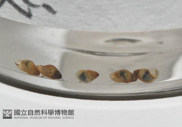 鋸齒小菜籽蛤藏品圖，第4張