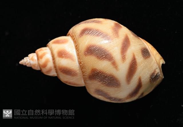 象牙鳳螺藏品圖，第4張