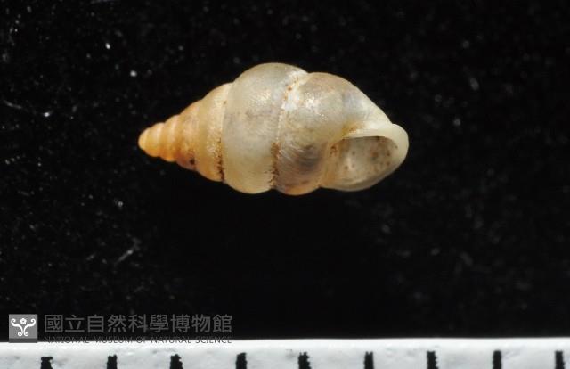 左旋扁芝麻蝸牛藏品圖，第4張
