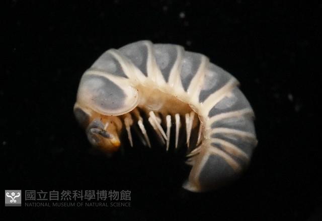 條紋木球馬陸藏品圖，第4張