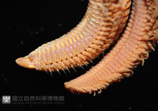 未知種磯沙蠶類藏品圖，第4張