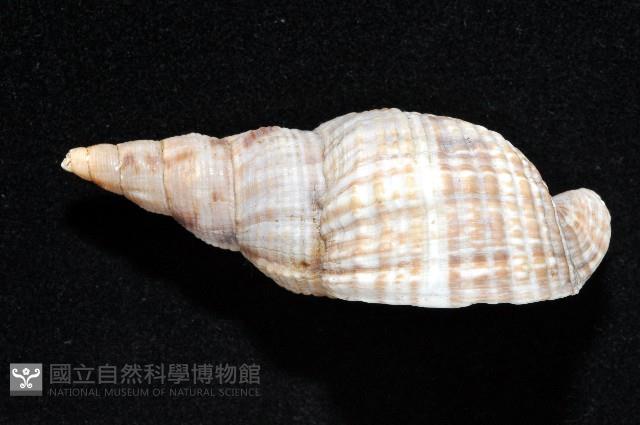 黑野峨螺藏品圖，第4張