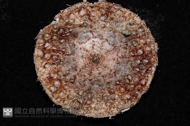 囊袋海膽藏品圖，第4張