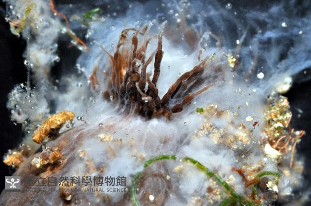 印紋花盤海葵藏品圖，第4張