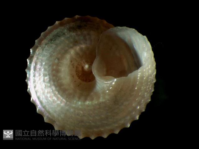星形白鐘螺藏品圖，第4張