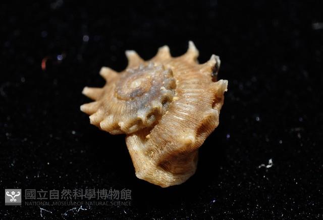 百夫長花冠螺藏品圖，第4張