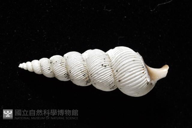 臺灣海螄螺藏品圖，第4張