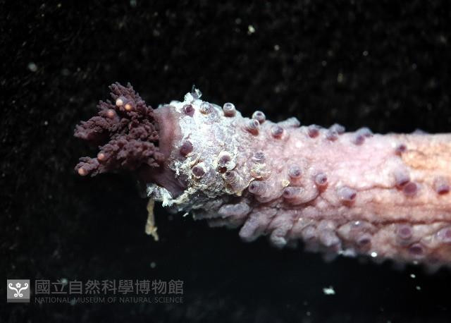 非洲異瓜參藏品圖，第4張