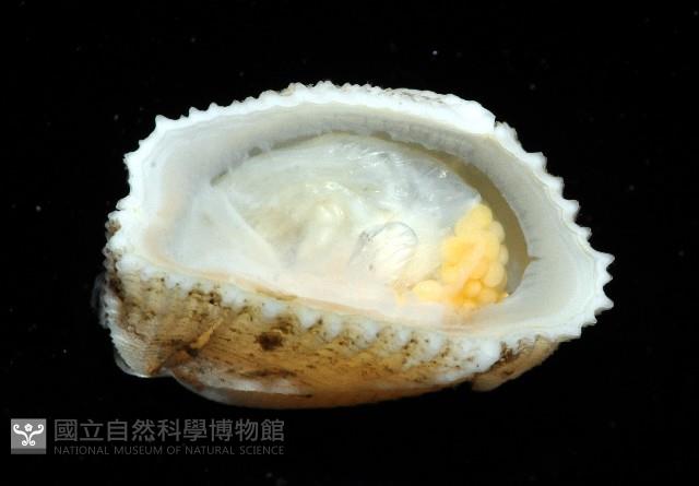信天翁紐曼花籠藏品圖，第4張