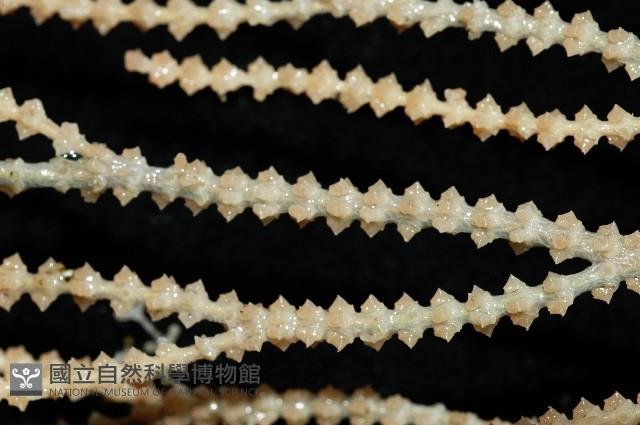 深海原軟珊瑚之一種藏品圖，第4張