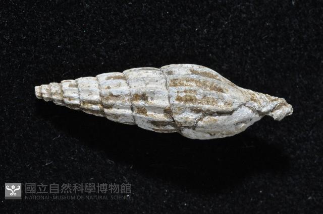 東沙春柏蛹筆螺藏品圖，第4張