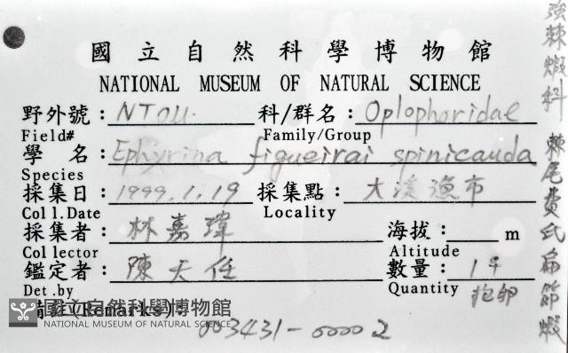 棘尾費氏扁節蝦藏品圖，第4張
