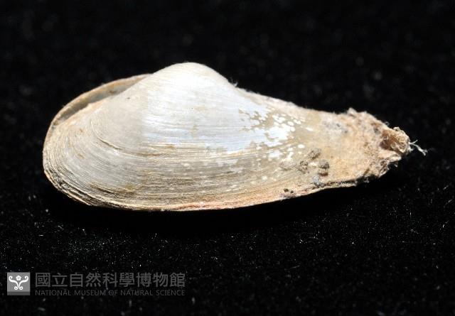 臺灣波浪蛤(新種)藏品圖，第4張