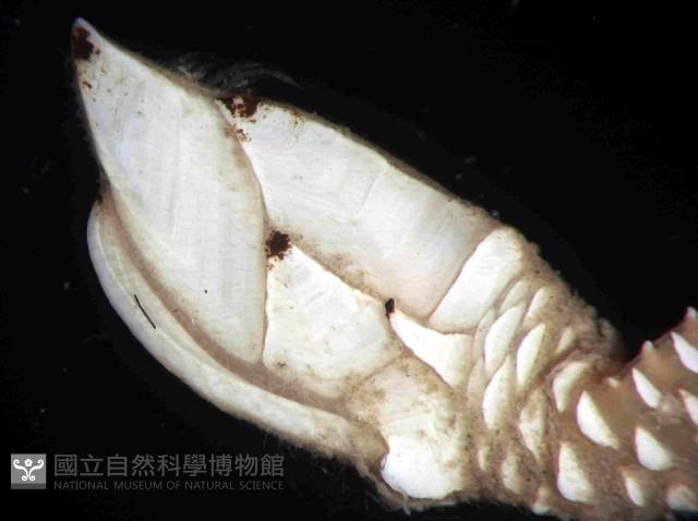 合群小鎧茗荷藏品圖，第4張