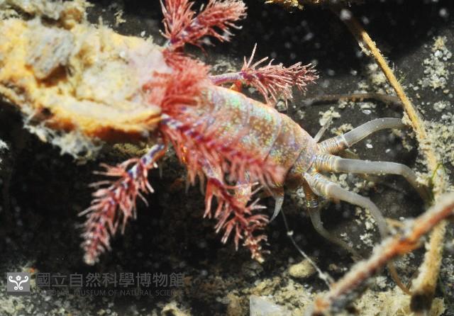 未知種巢沙蠶藏品圖，第4張