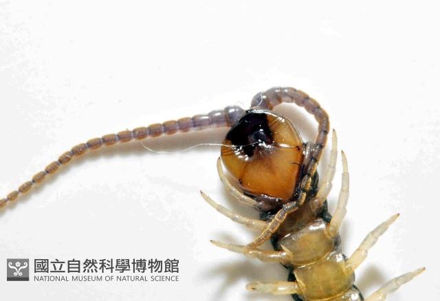 未知種衛蜈蚣藏品圖，第4張