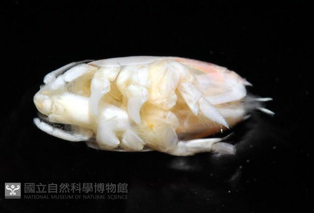 臺灣鼴鼠蟹藏品圖，第4張