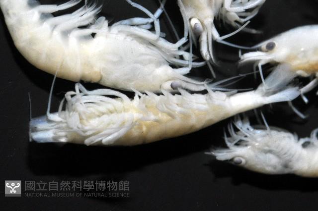 赤崁新米蝦藏品圖，第4張