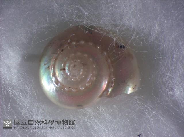 珠光鐘螺藏品圖，第4張