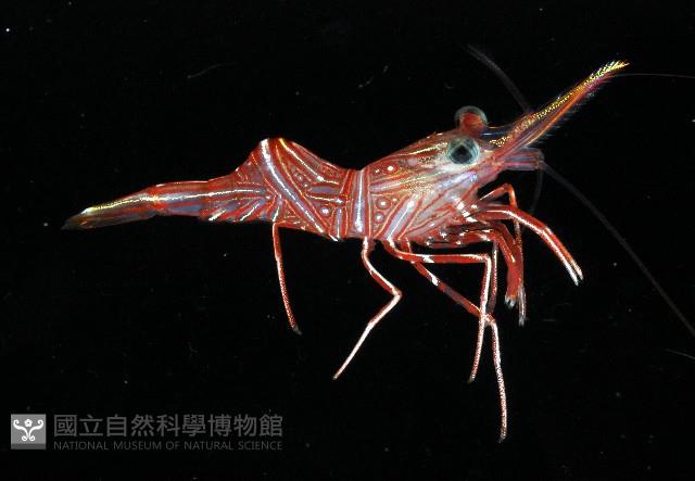 德班氏活額蝦藏品圖，第4張