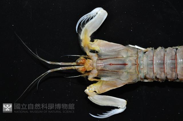 斷脊似口蝦蛄藏品圖，第4張