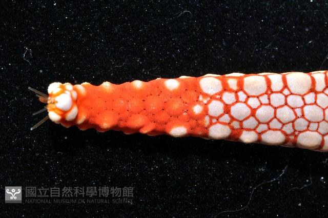 單鏈蛇星(珠鏈單鰓海星)藏品圖，第4張