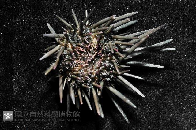 口鰓海膽藏品圖，第4張