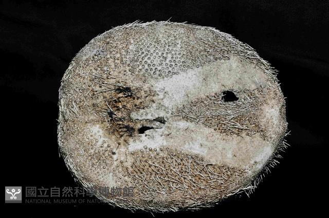 易碎脆心形海膽藏品圖，第4張