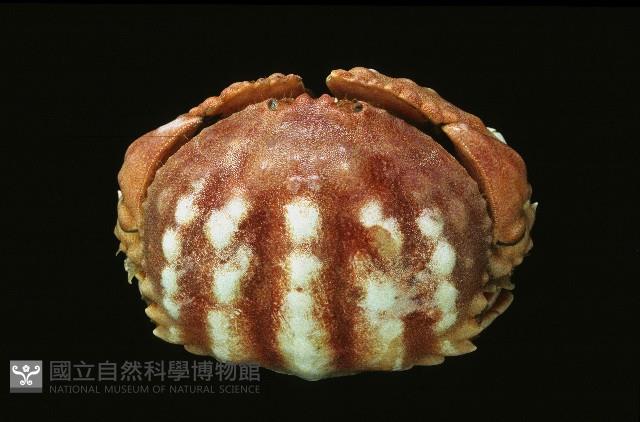 小型饅頭蟹藏品圖，第4張