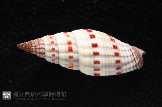 吸血蛹筆螺藏品圖，第4張