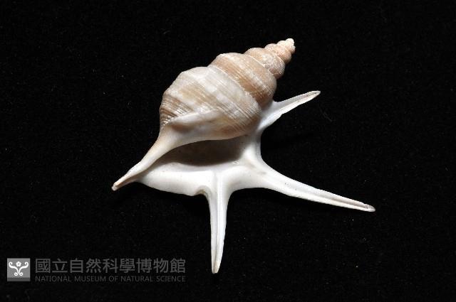 西非鵜足螺藏品圖，第4張