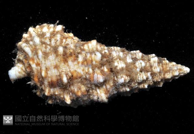 棘刺蟹守螺藏品圖，第4張