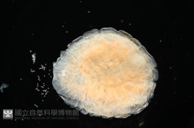 思氏不對稱鰓虱藏品圖，第4張