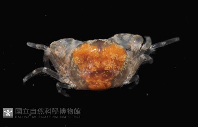 臺中豆蟹藏品圖，第4張