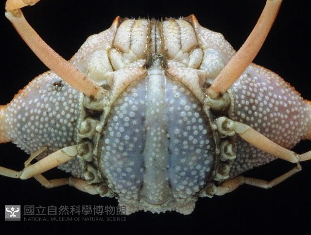 艾氏飛輪蟹藏品圖，第4張