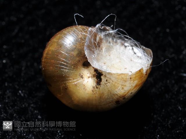 膨脹大山蝸牛藏品圖，第4張