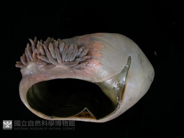 造殼海葵之一種藏品圖，第4張