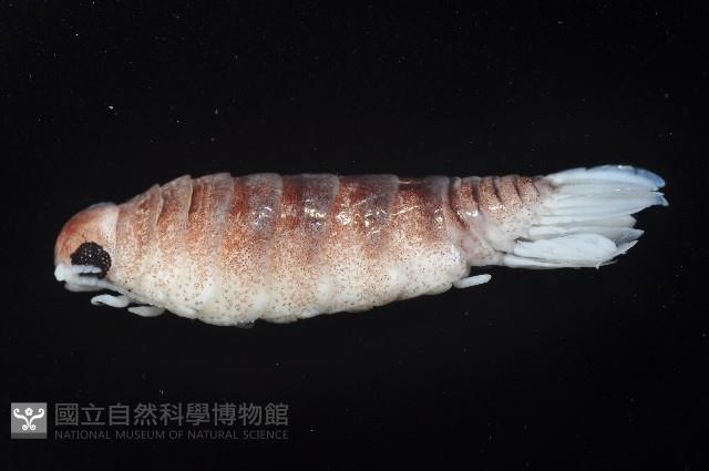 未知種狹長水虱藏品圖，第4張