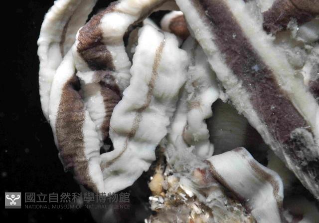 曙光無溝紐蟲藏品圖，第4張